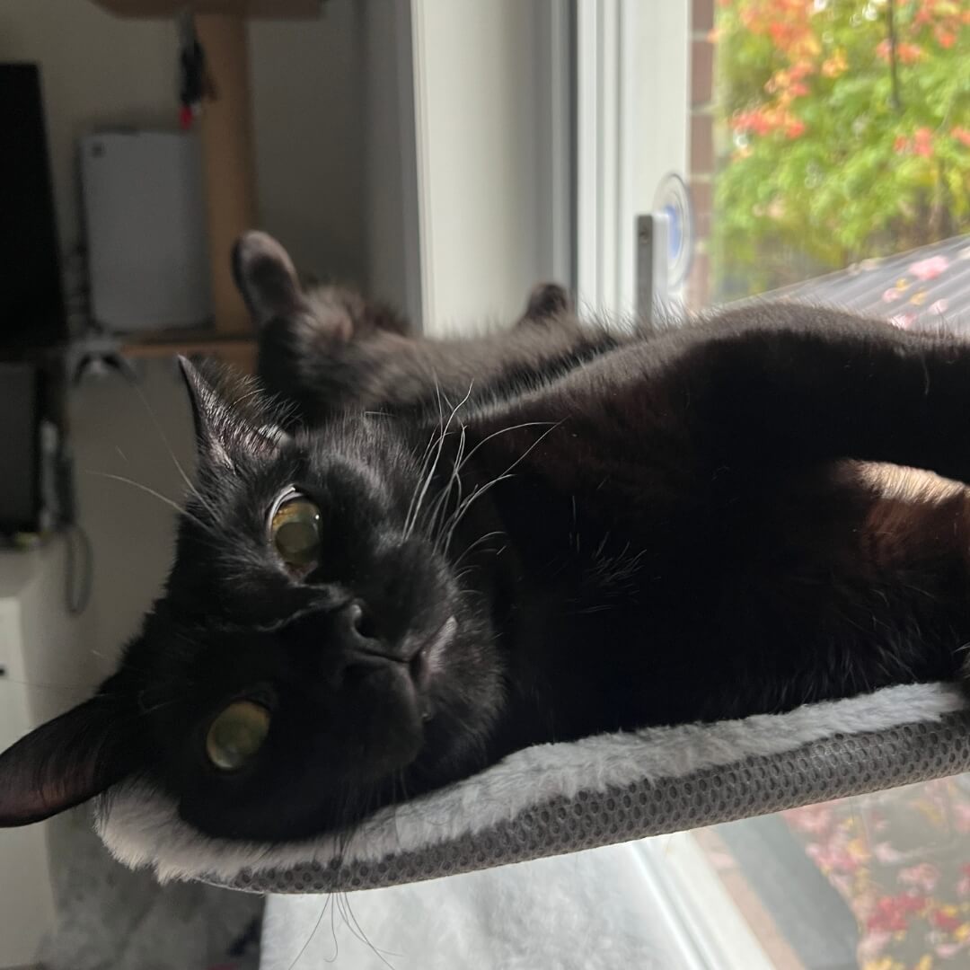 Hamaca Para Gatos Plegable y De Alta Calidad